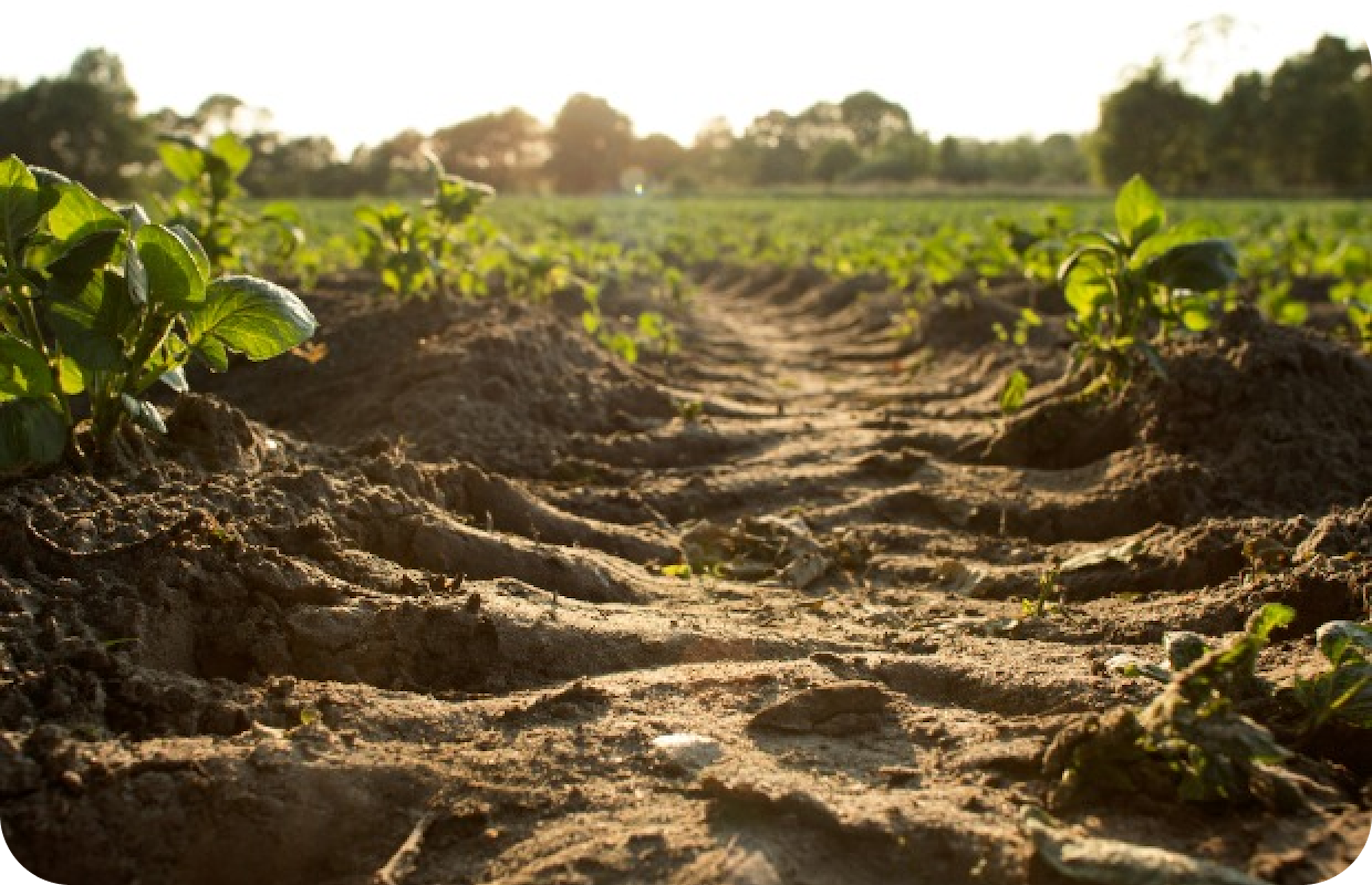 Agricultural transformation