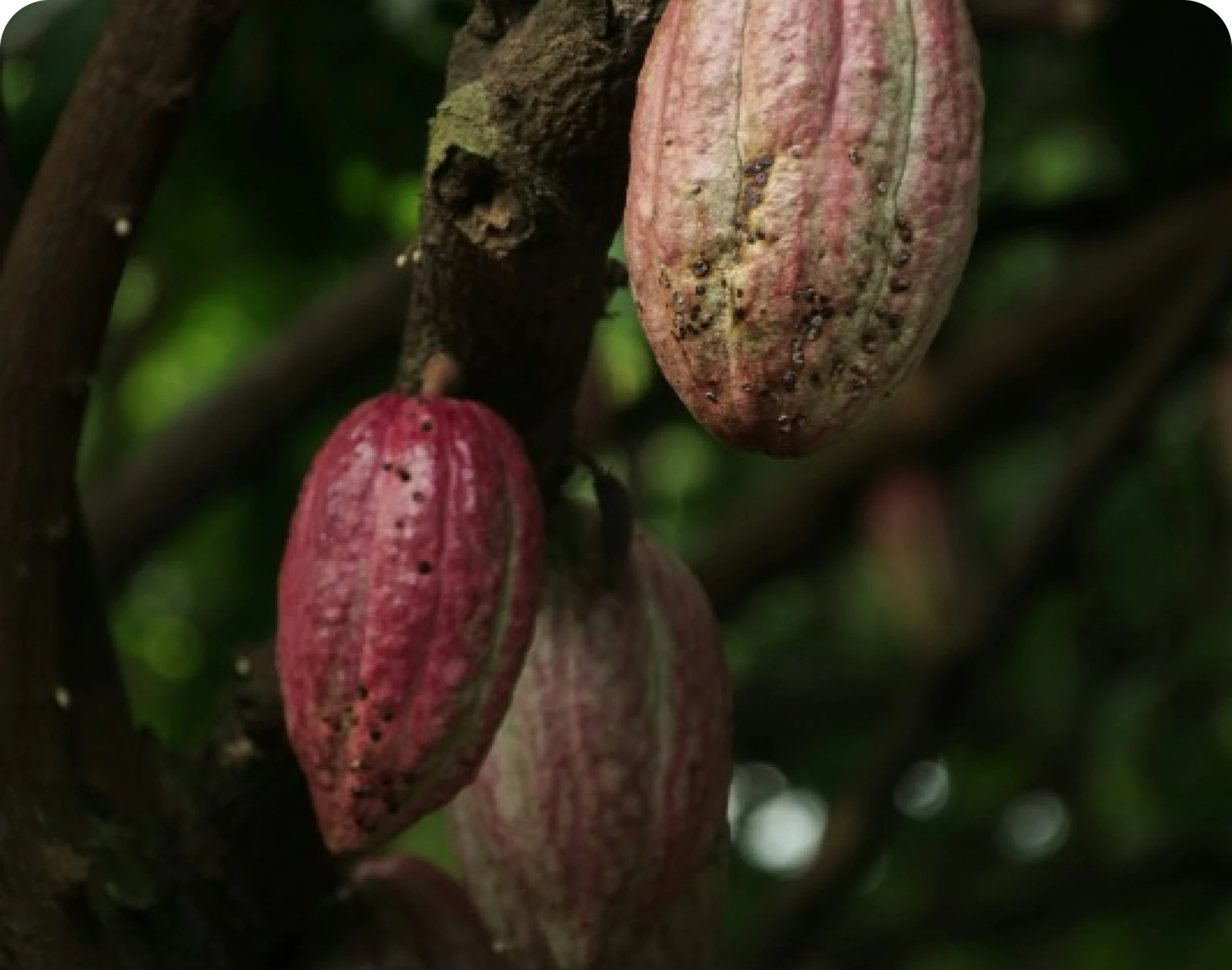 Cocoa farmer