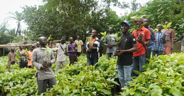 Johnvents farmers with cocoa seedlings
